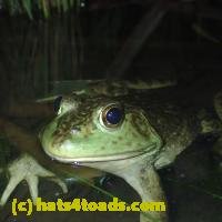 /home//u458753944/public_html/sourcegallery///////////////////Frogs/More bullfrogs/P7060244.JPG